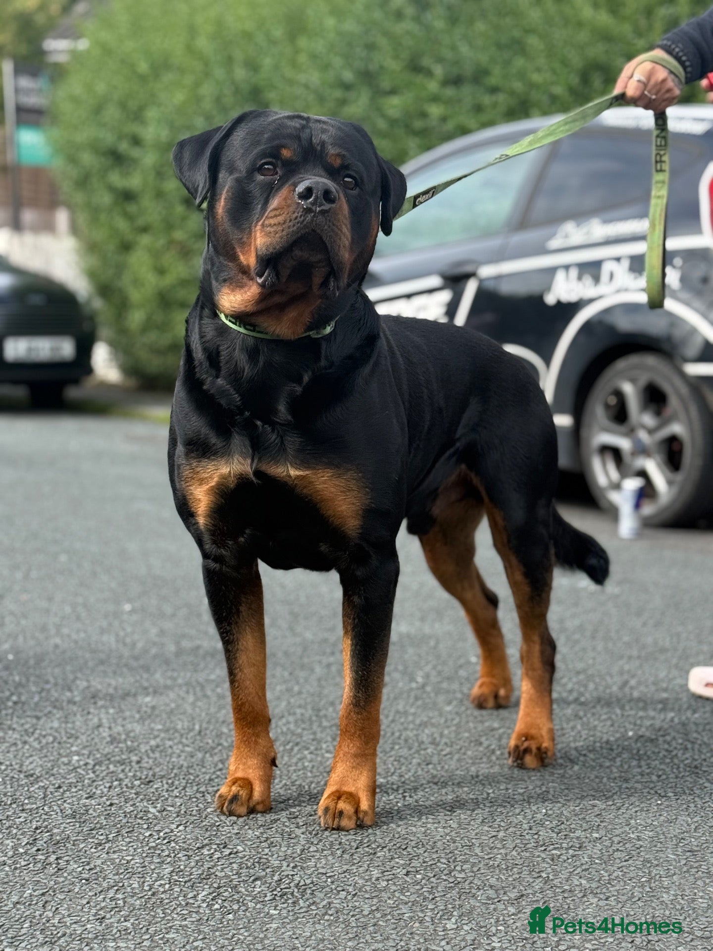 Rottweiler dogs Rottweiler For Stud - Advert 4