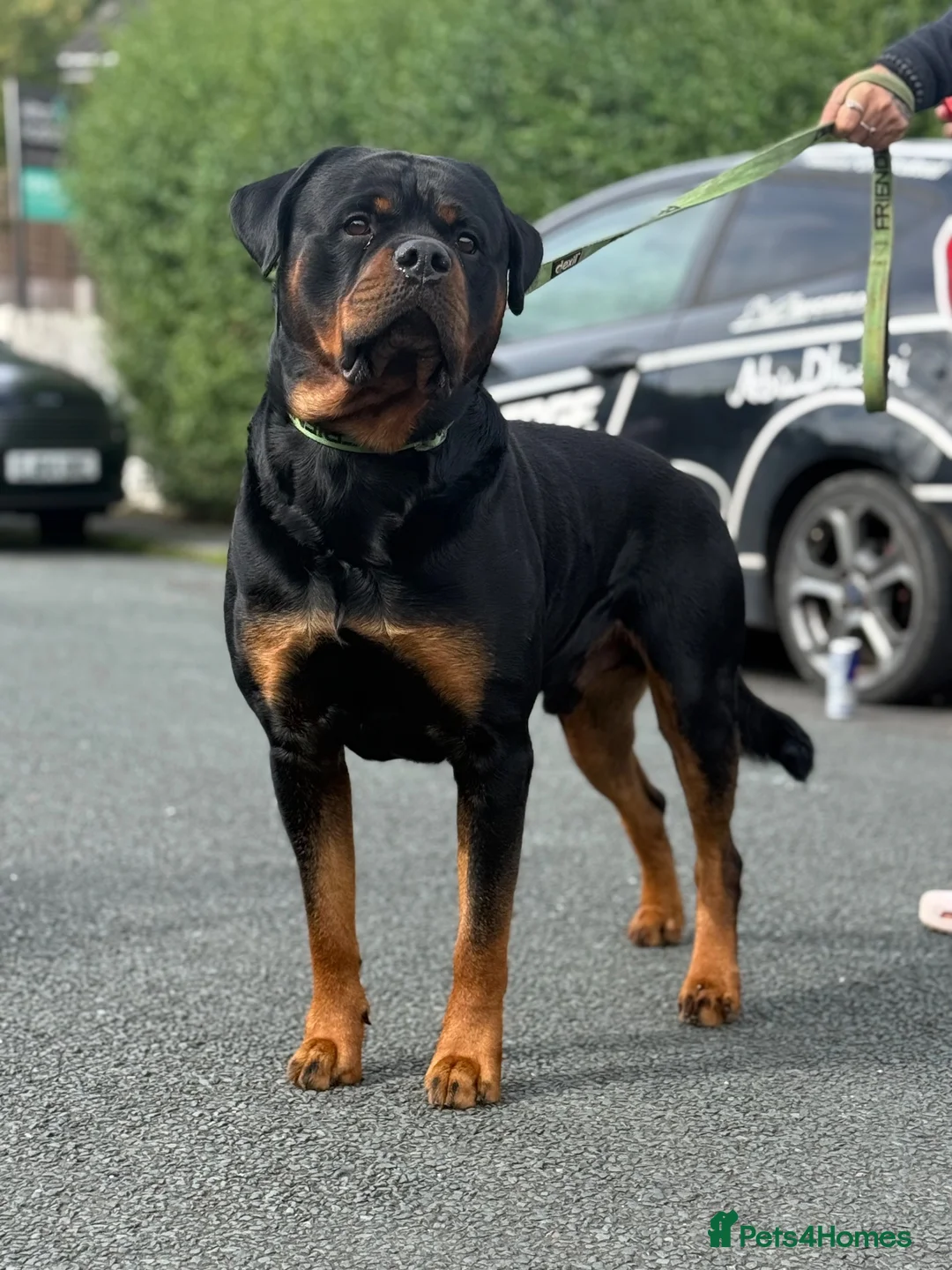 Rottweiler dogs for stud: Rottweiler For Stud - Advert 1