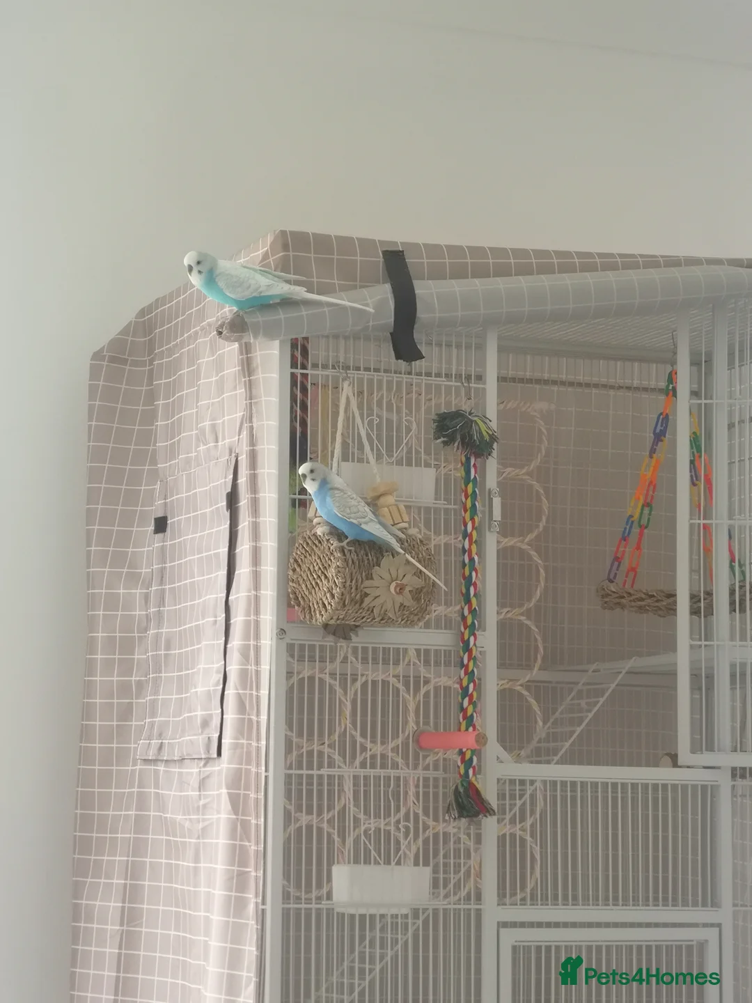 Budgerigars birds for sale: Budgerigars - one female one male - Advert 2