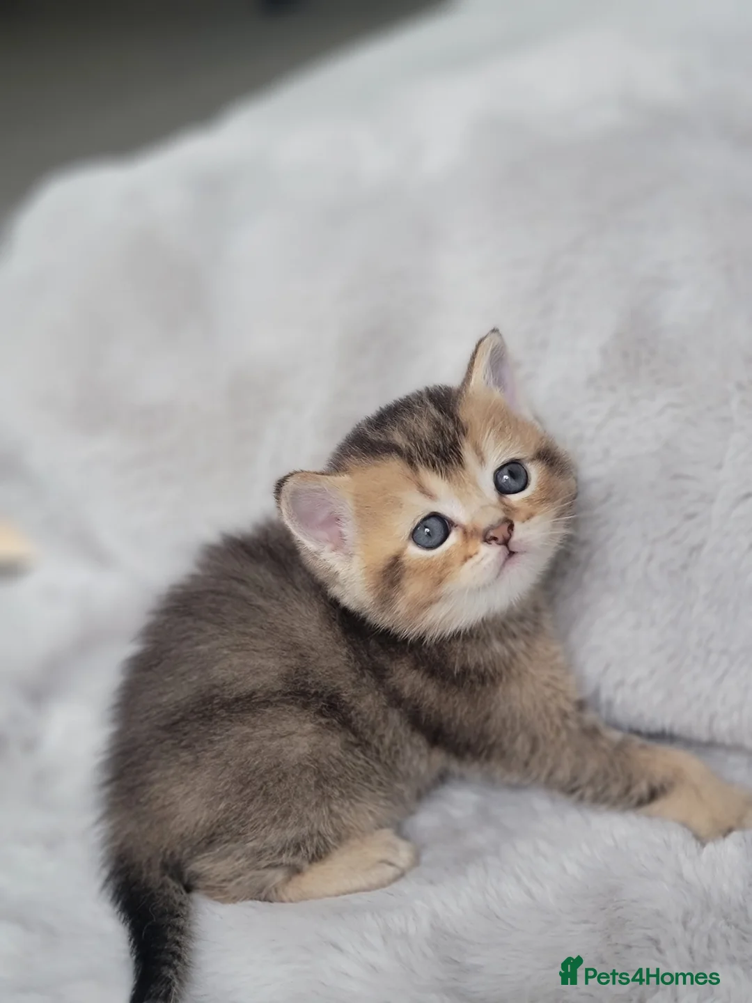 Scottish Fold cats for sale: Beautiful and healthy Scottish fold - Advert 28