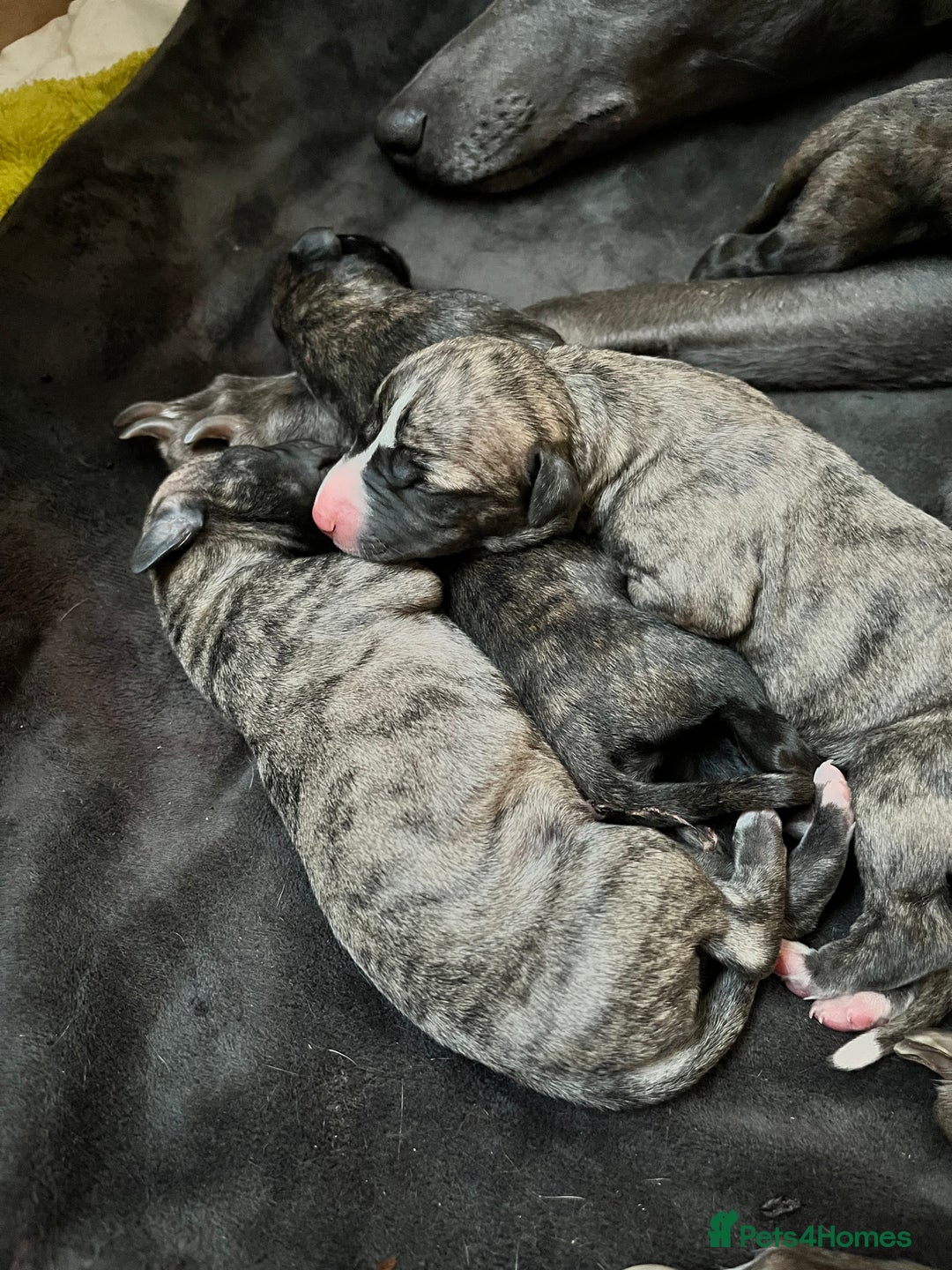Whippet dogs for sale: Beautiful KC Reg Pedigree Whippet Puppies - Advert 6