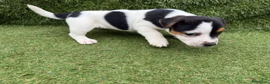 Jack Russell 5