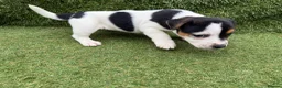 Jack Russell dogs for sale: Stunning Jack Russell‘s in Liskeard - Advert 7