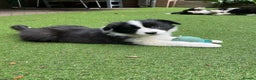 Border Collie dogs for sale: Intelligent & Playful: Border Collie Pups - Advert 3