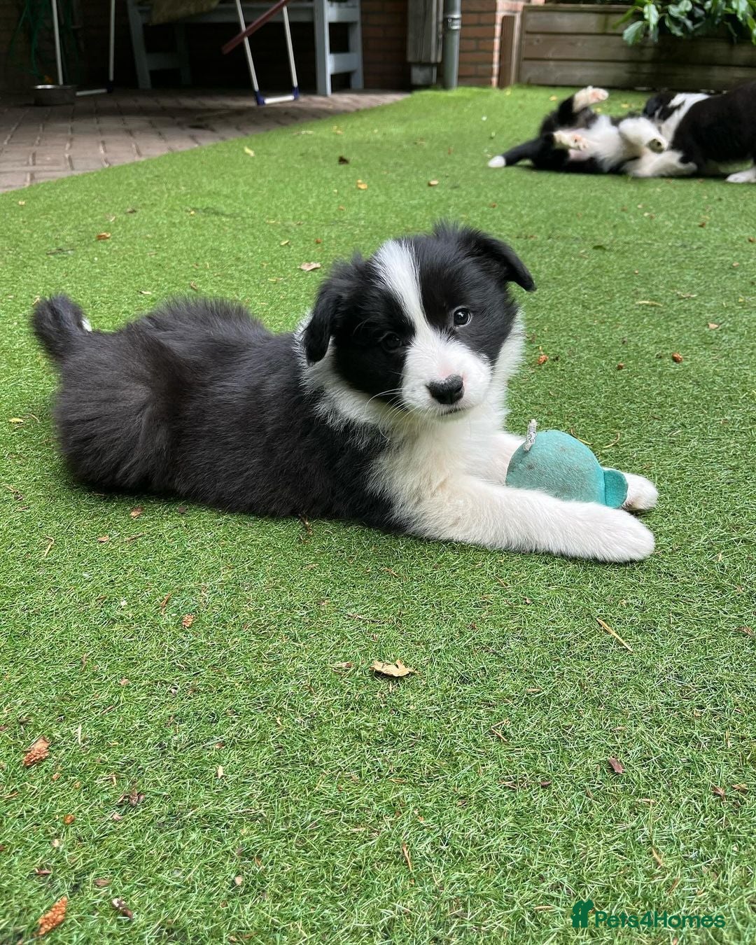 Border Collie dogs for sale: Intelligent & Playful: Border Collie Pups - Advert 3