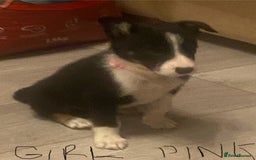 Border Collie dogs for sale: Beautiful pure bred Border Collie Puppies - Image 5