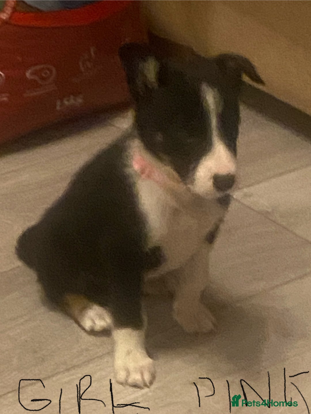 Border Collie dogs for sale: Beautiful pure bred Border Collie Puppies - Image 5