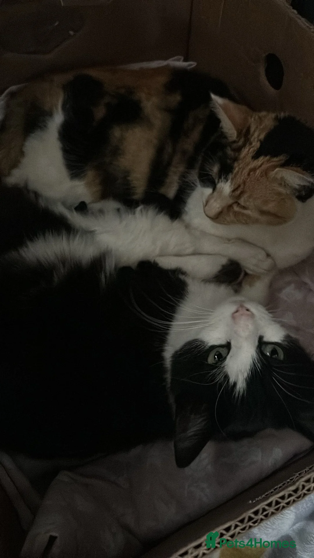 Mixed Breed cats for sale: Two females for sale  - Advert 7