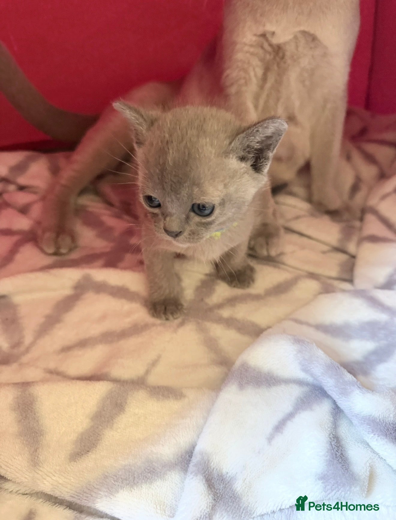 Burmese cats Blue boy available-Home Raised FullPedigreeBurmese - Advert 1