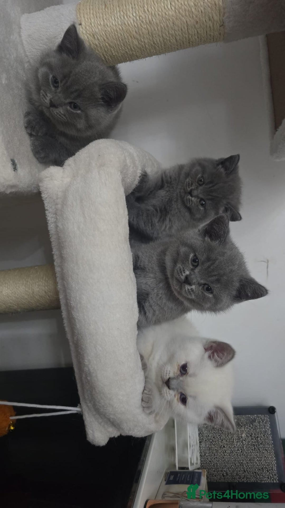 British Shorthair cats for stud: Lilac BSH proven STUD - Advert 13