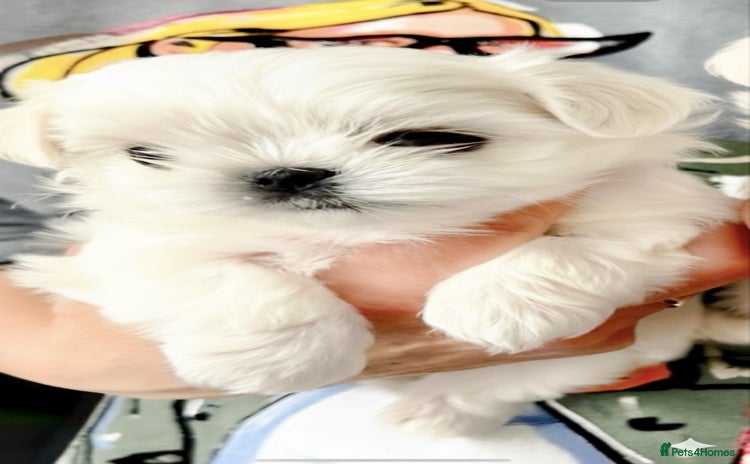 Maltese dogs - Advert 1