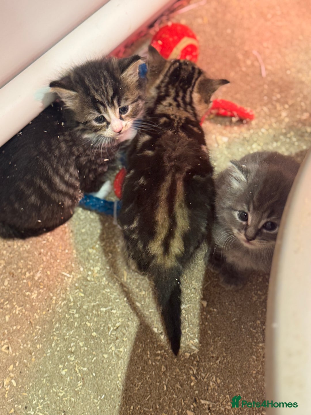 Mixed Breed cats for sale: 5 lovely kittens for sale  - Image 8