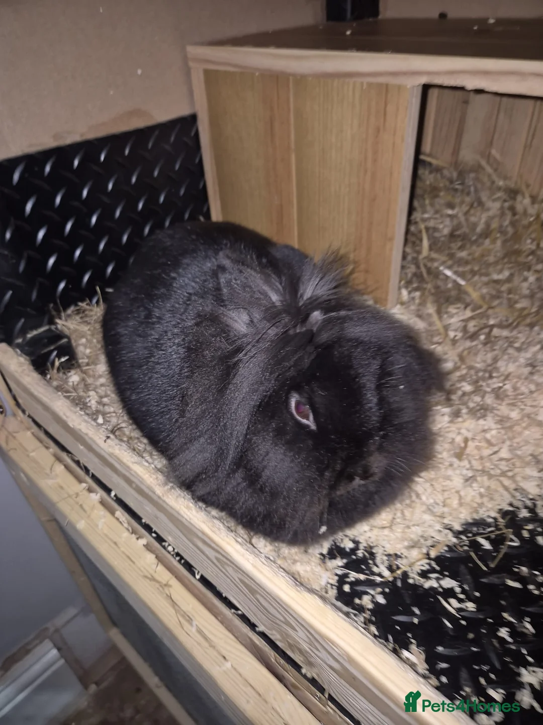 Lionhead rabbits for sale: Female lion head rabbit in Ipswich - Advert 2