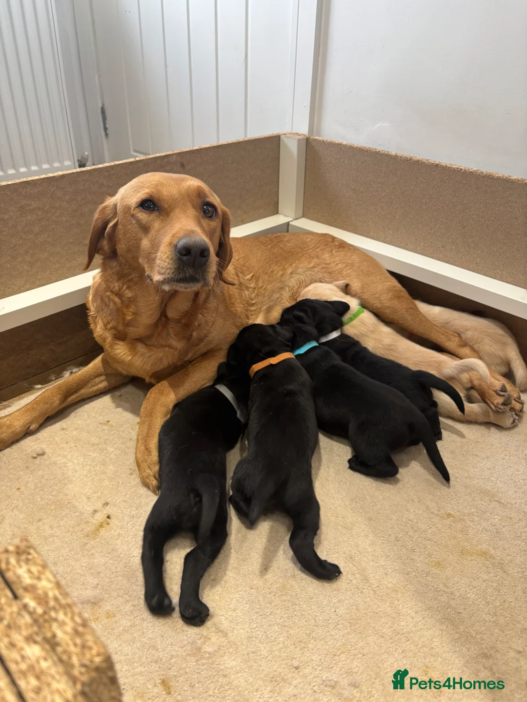 Labrador Retriever dogs for sale: Kc working Labrador retrievers  - Advert 1