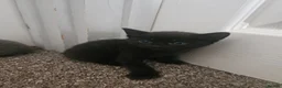 Mixed Breed cats for sale: 2 male 2 female kittens - Advert 5