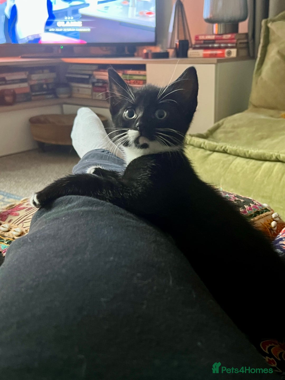 American Shorthair cats for sale: 1 little bean left from a litter of 5 - Image 4
