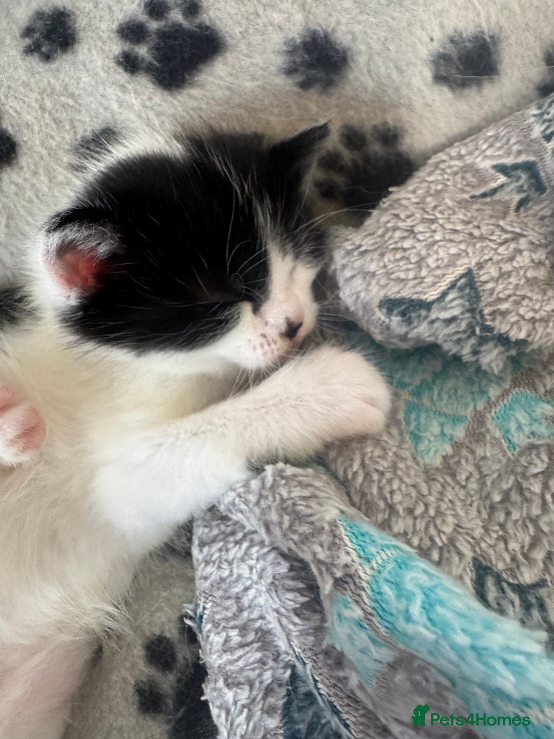 British Shorthair cats for sale: Sweet kitty  - Advert 2