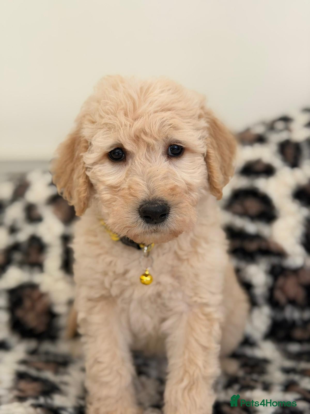 Labradoodle dogs Adorable Standard Labradoodle Puppies - Advert 1