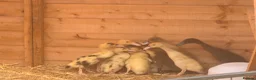 Ducks poultry for sale: 2 week old Indian runner ducklings  - Advert 2