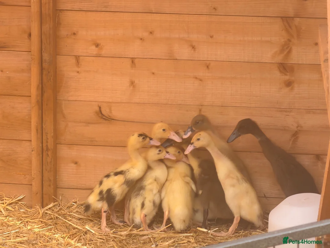 Ducks poultry for sale: 2 week old Indian runner ducklings  - Advert 2