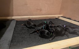 Cockapoo dogs for sale: •F1B Cockapoo Pups - Black & Tan - Ready 19th Dec• - Image 11