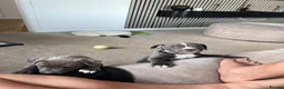 Staffordshire Bull Terrier dogs for sale: Pure blue Staffordshire bull terrier - Advert 9