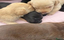 Labrador Retriever dogs for sale: Beautiful KC Registered Labrador Puppies - Image 10