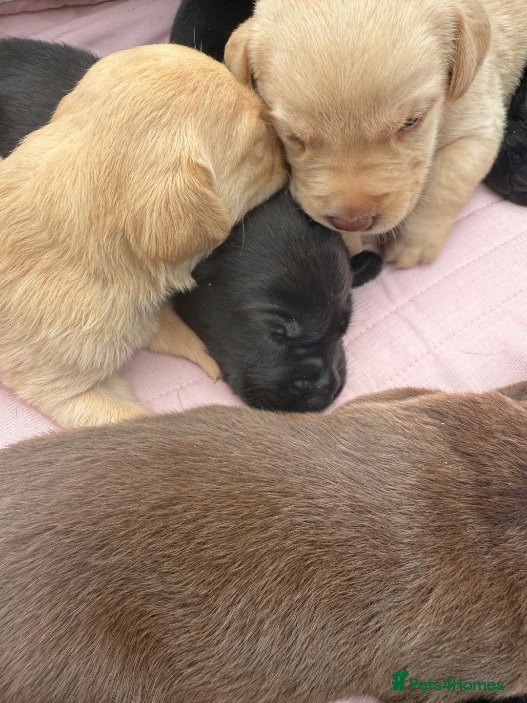 Labrador Retriever dogs for sale: Beautiful KC Registered Labrador Puppies - Image 10