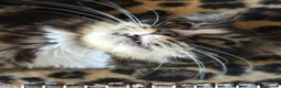 Mixed Breed cats for sale: 3 Mainecoon Mix Kittens  - Advert 6
