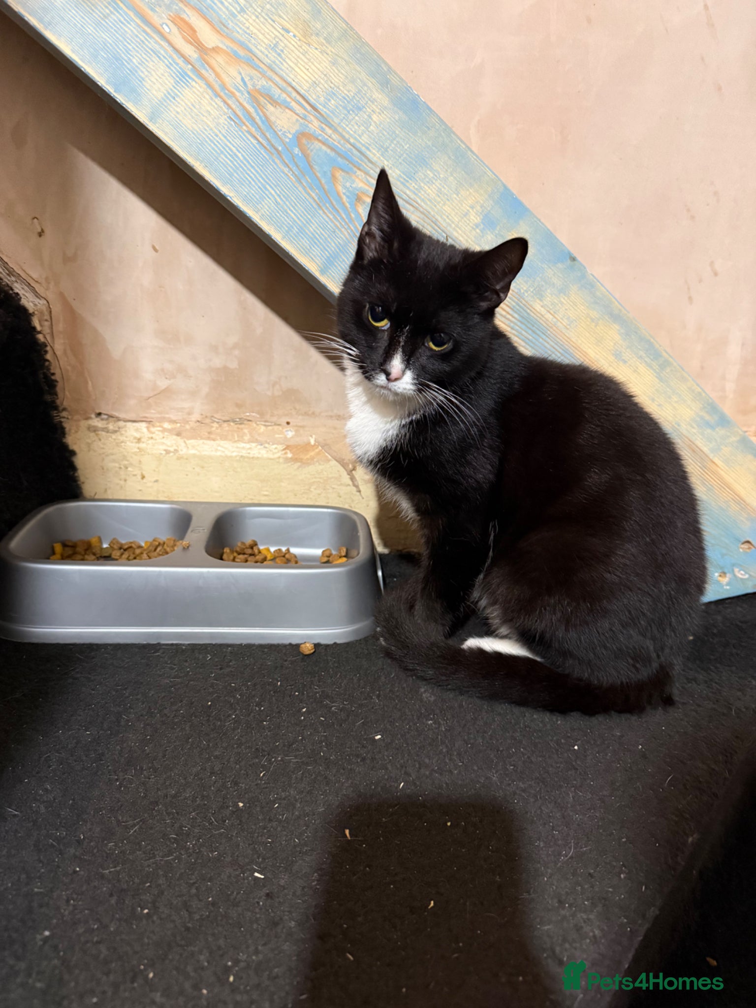 Domestic Shorthair cats 2 male cata - Advert 1