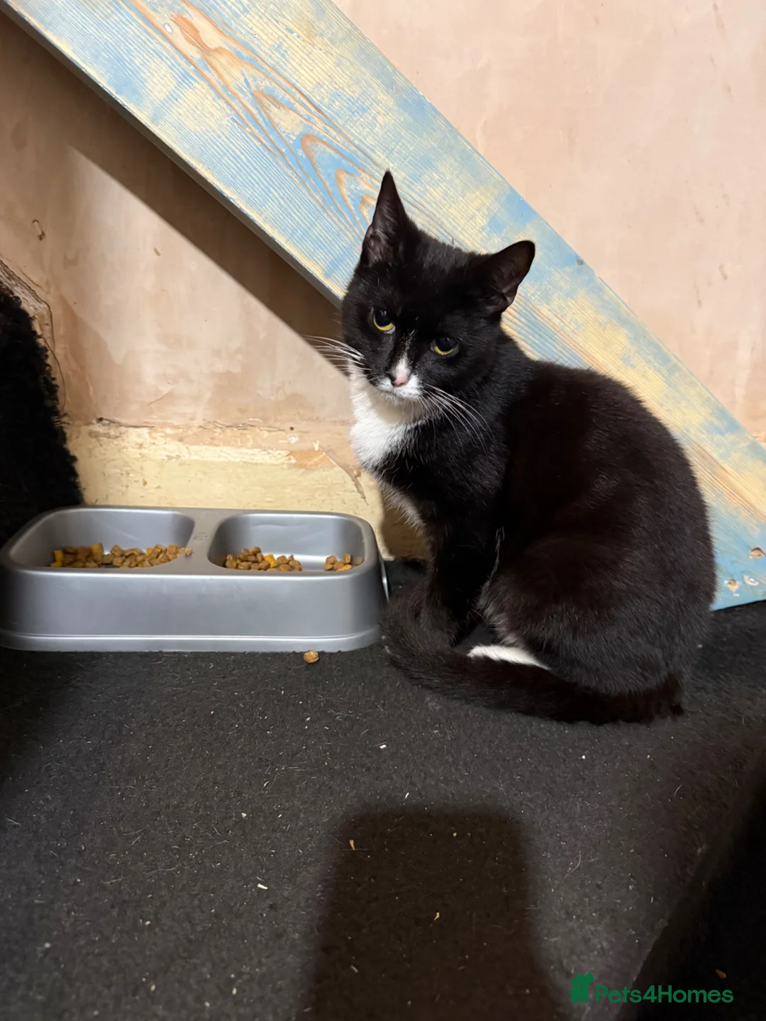 Domestic Shorthair cats for sale: 2 male cata - Advert 1