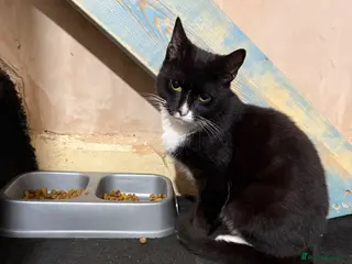 Domestic Shorthair cats 2 male cata - Advert 1