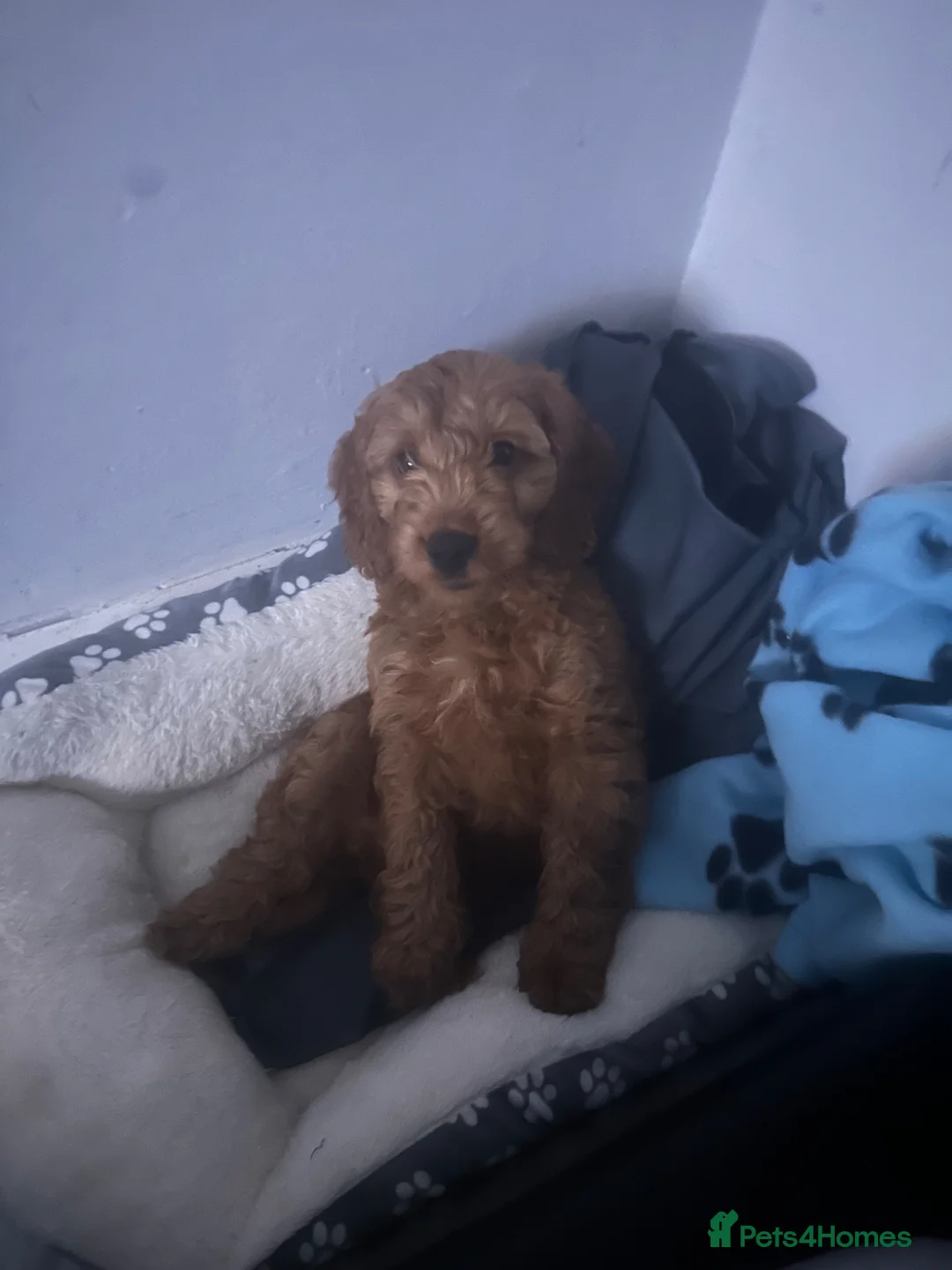 Mixed Breed dogs for sale: Fb1 cockapoo for sale - Advert 1