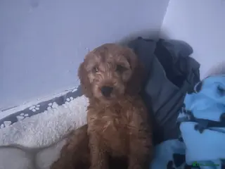 Mixed Breed dogs Fb1 cockapoo for sale - Advert 15
