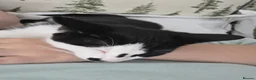 Domestic Shorthair cats for sale: Gorgeous black and white kitten called Jet - Advert 13