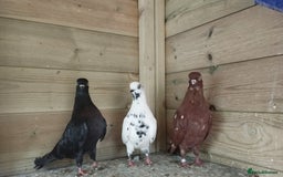 Pigeons birds for sale: Portuguese Tumblers  - Image 1