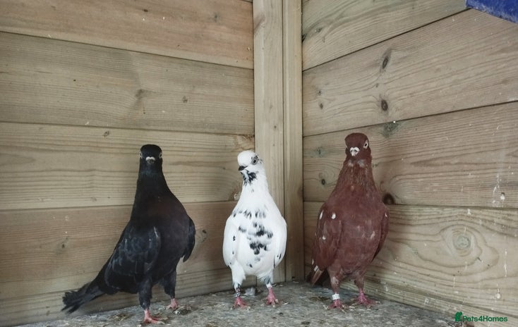 Pigeons birds - Advert 12