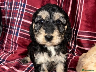 Cockapoo dogs F1 Cockapoo Puppies - Advert 2