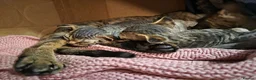 Devon Rex cats for sale: 💛 Devon Rex Kittens–2027 Litter Reservations 💛 - Advert 27