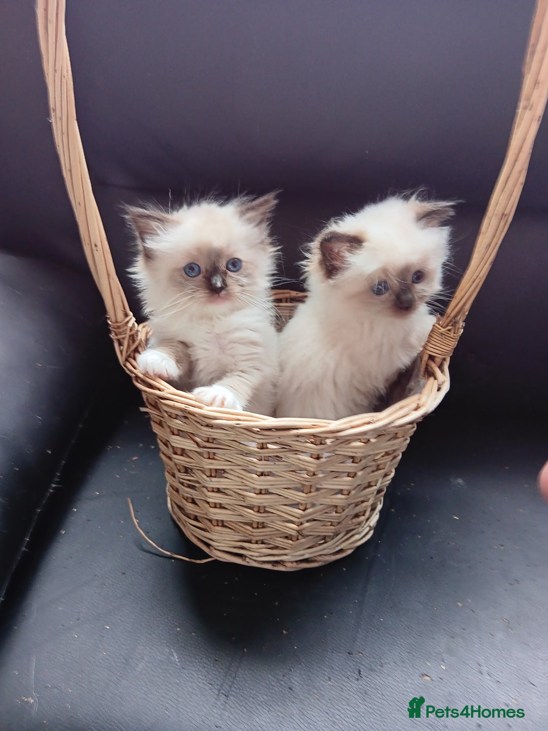 Ragdoll cats for sale: Pedigree Ragdoll kittens for sale - Image 8