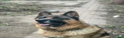 German Shepherd dogs for sale: german shepard looking for a new home in Telford - Advert 5