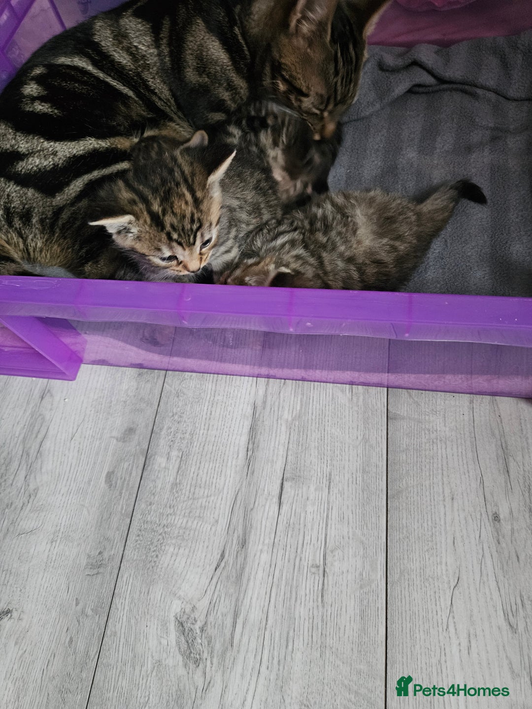 Bengal cats for sale: bengal cross kittens - Advert 7