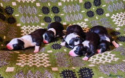 Border Collie dogs for sale: Documented Vet Checked Border Collies for sale - Image 2