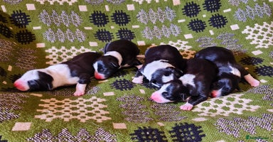 Border Collie dogs - Advert 7