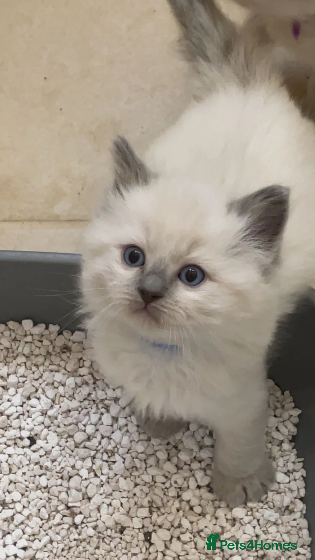 Ragdoll cats for sale: Blue Eyed Princess  - Advert 2