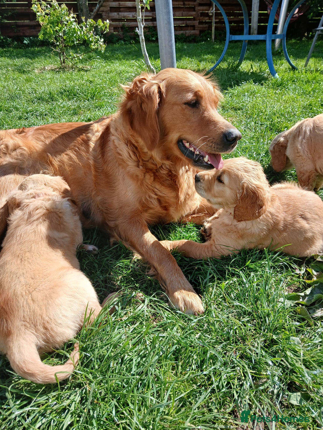 Golden Retriever dogs for sale: Golden retriever puppy - Image 9