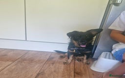 Mixed Breed dogs for sale: Dottie  - Image 4