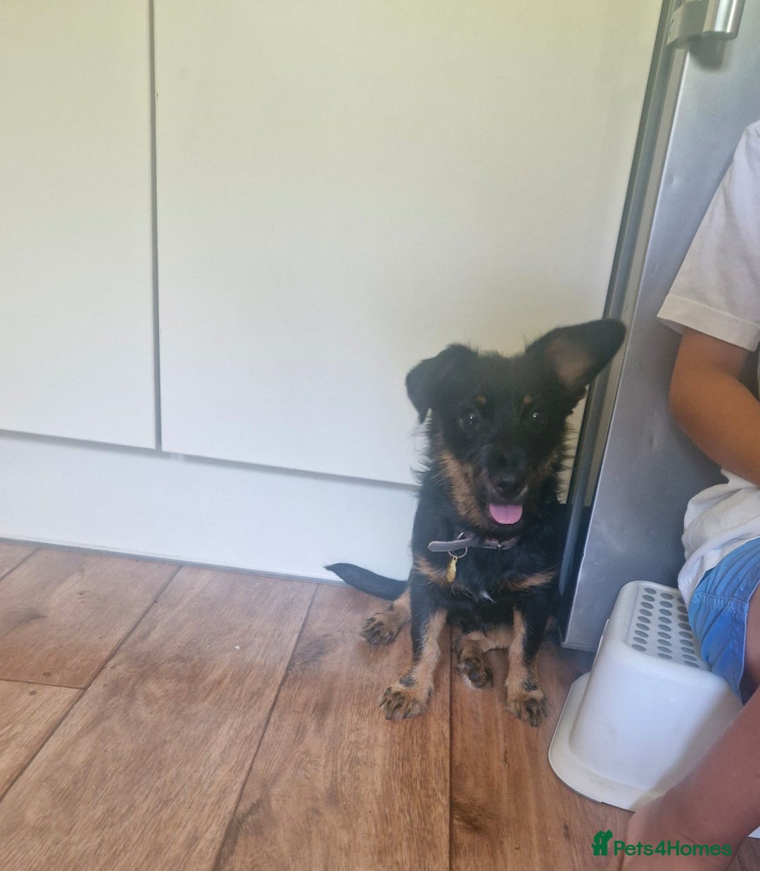 Mixed Breed dogs for sale: Dottie  - Image 4