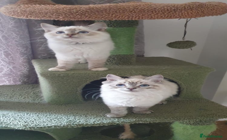 Ragdoll cats Beautiful GCCF Registered Lynx Ragdoll Kitten. - Advert 1