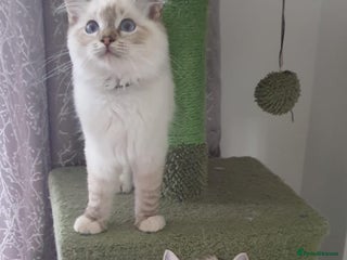 Ragdoll cats Beautiful GCCF Registered Lynx Ragdoll Kitten. - Advert 1